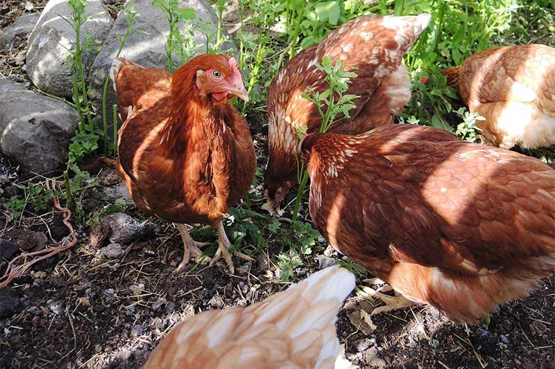 Tuukkalan tila, chickens