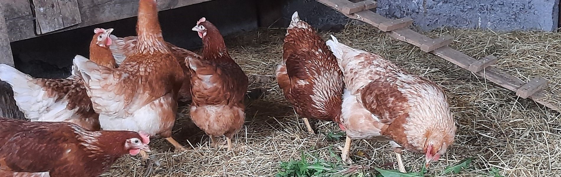 Tuukkalan tilan eläimet