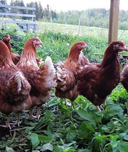 ecological country life