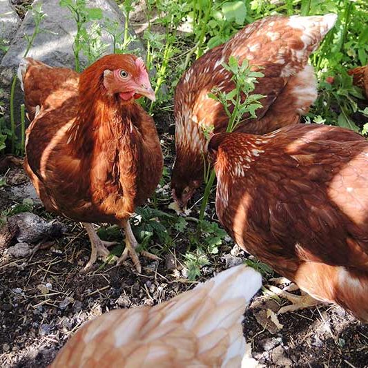 In summer time we have chickens 